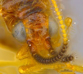 Media type: image;   Entomology 11917 Aspect: head frontal view